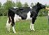 Raca: holandes preto e branco (leite) rgd: ax-117.